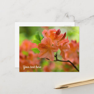 Orange Rhododendron Postcard