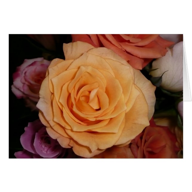 Orange Rose (Front Horizontal)