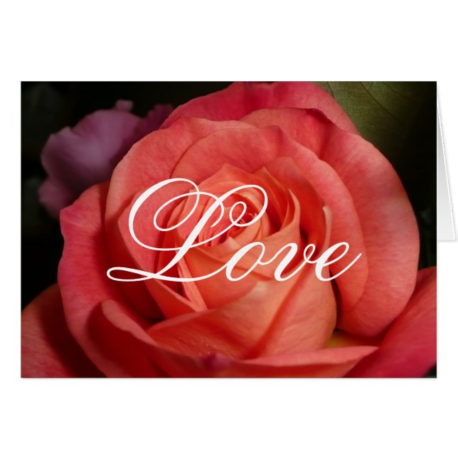 Orange Rose (Front Horizontal)