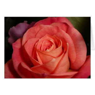 Orange Rose