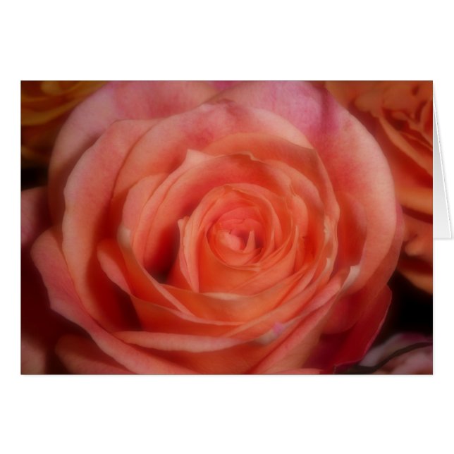 Orange Rose (Front Horizontal)