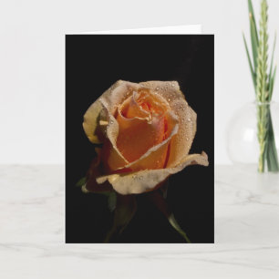 Orange Rose 1 Card