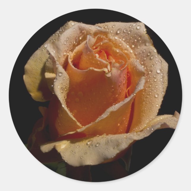 Orange Rose 1 Classic Round Sticker (Front)