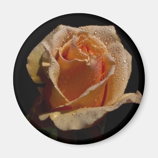 Orange Rose 1 Magnet (Front)