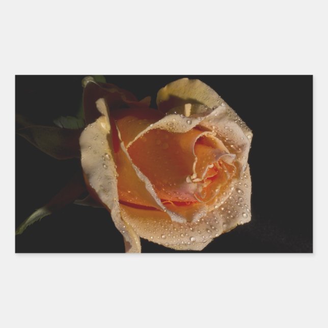 Orange Rose 1 Rectangular Sticker (Front)