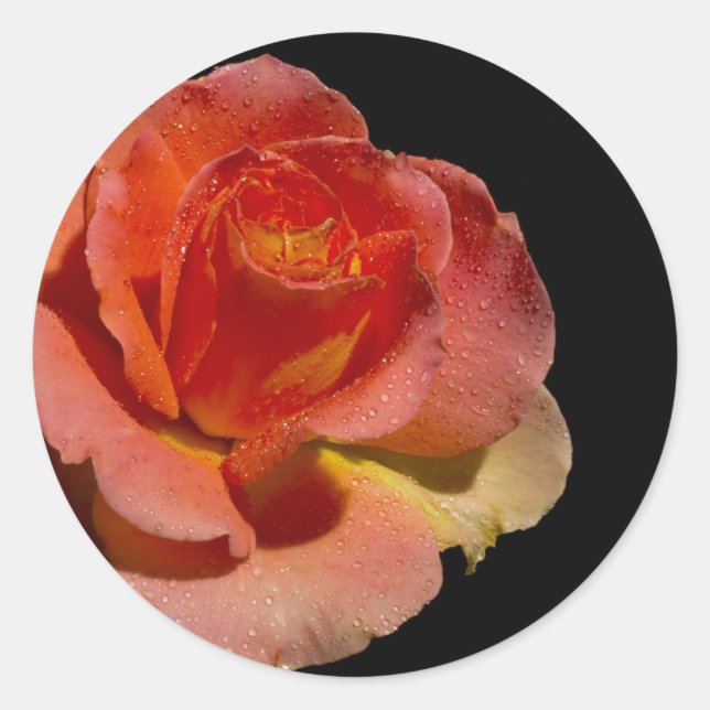 Orange Rose 2 Classic Round Sticker (Front)