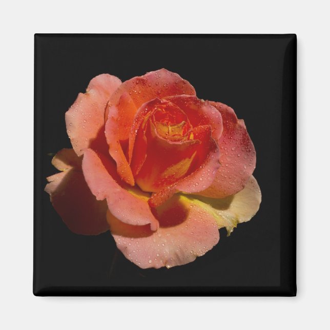 Orange Rose 2 Magnet (Front)