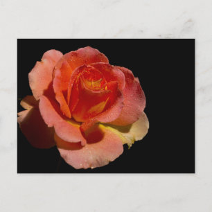 Orange Rose 2 Postcard