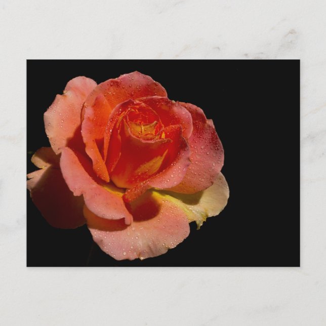 Orange Rose 2 Postcard (Front)
