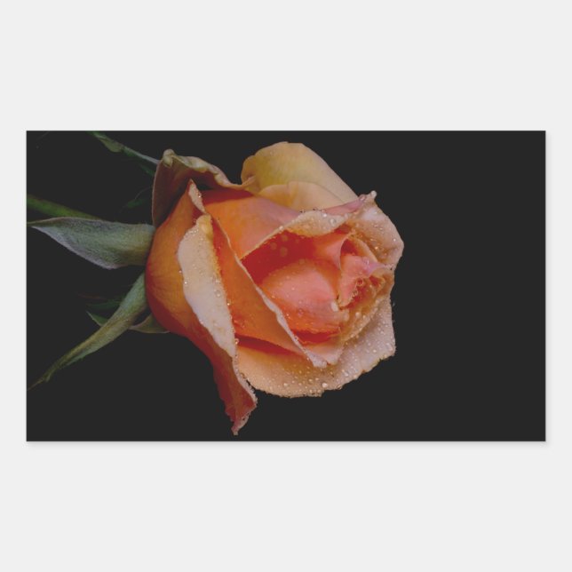 Orange Rose 3 Rectangular Sticker (Front)