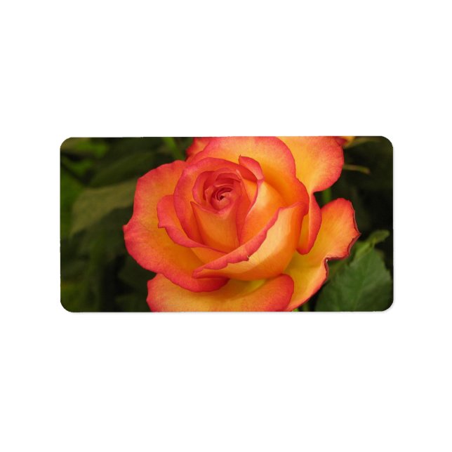 Orange Rose Address Label (Front)