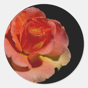 Orange Rose Classic Round Sticker