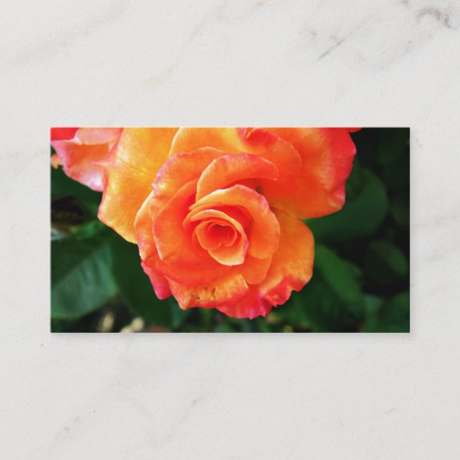 Orange rose  enclosure card (Front)