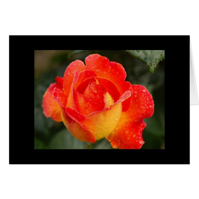 Orange Rose Floral (Front Horizontal)