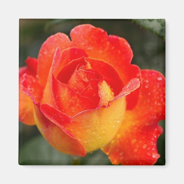 Orange Rose Floral Magnet (Front)