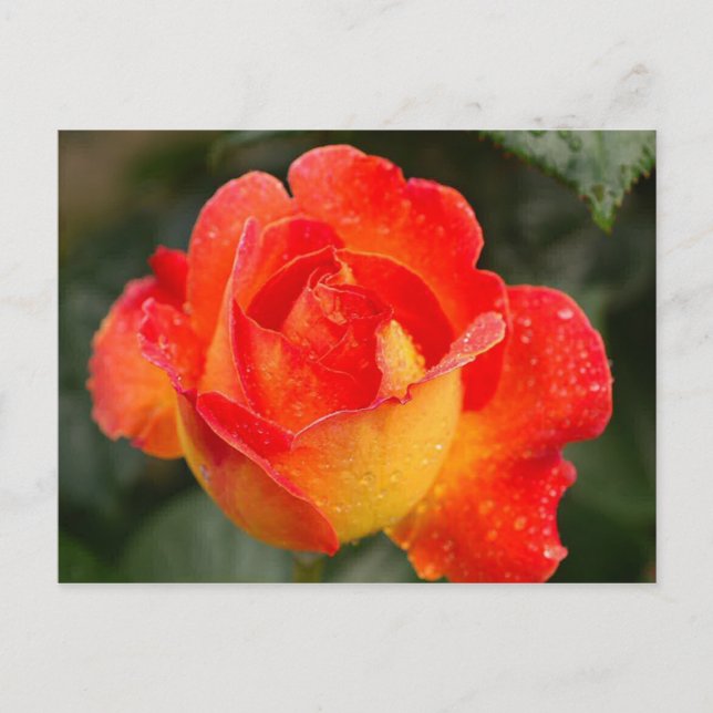 Orange Rose Floral Postcard (Front)