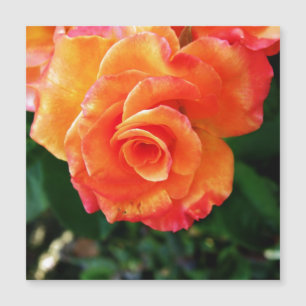 Orange rose flower