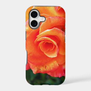 Orange rose flower