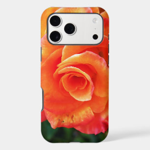 Orange rose flower