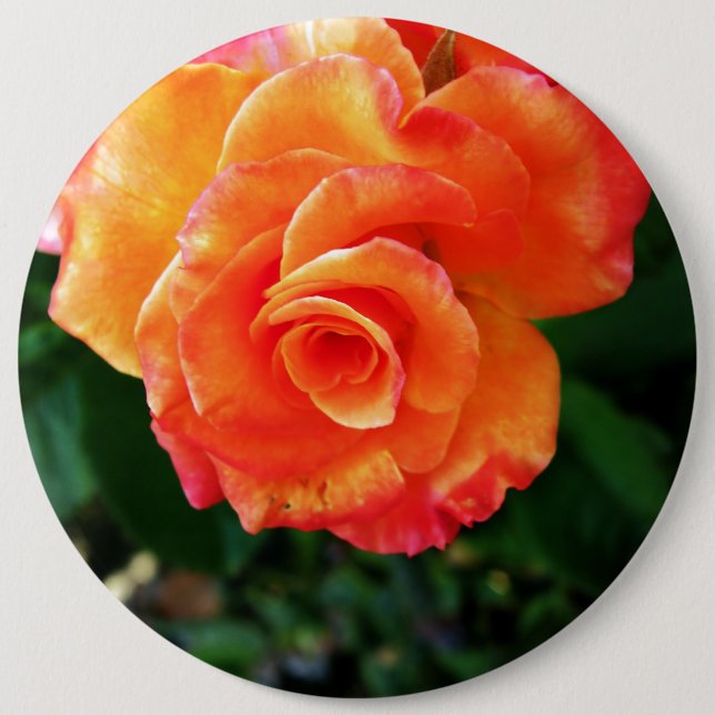 Orange rose flower 6 cm round badge (Front)
