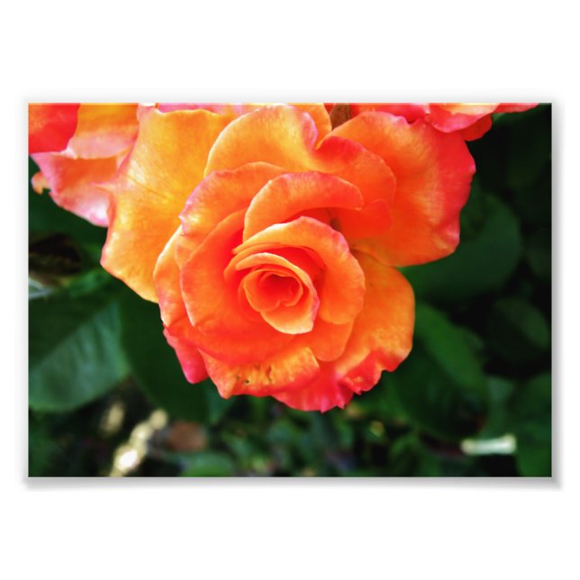 Orange rose flower photo print (Front)