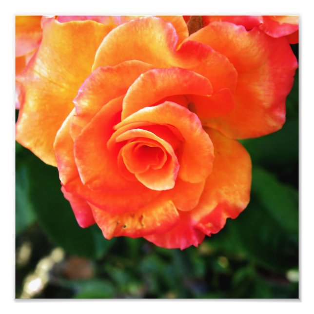 Orange rose flower photo print (Front)