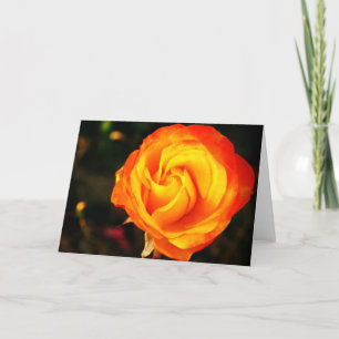 Orange rose holiday card