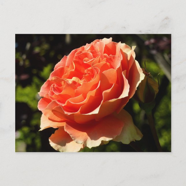 Orange Rose II Beautiful Floral Postcard (Front)