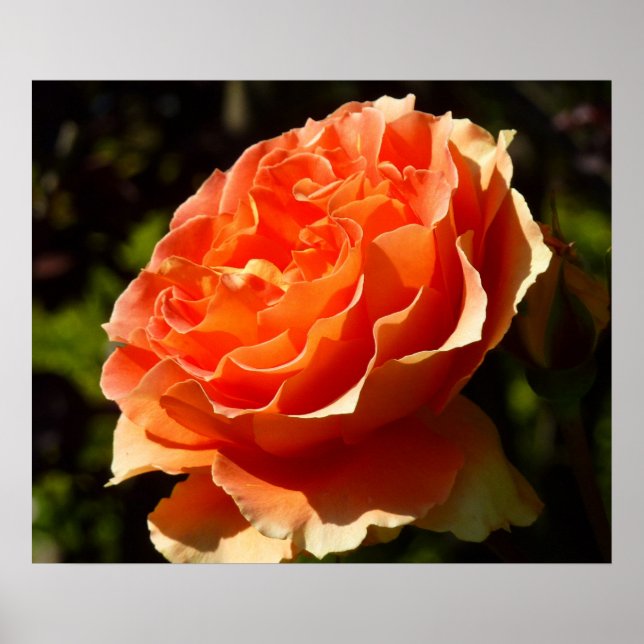 Orange Rose II Beautiful Floral Poster (Front)