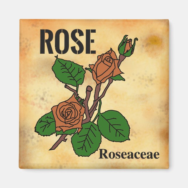 Orange Rose line art aged paper style   Magnet (Front)