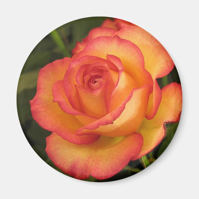 Orange Rose Magnet (Front)