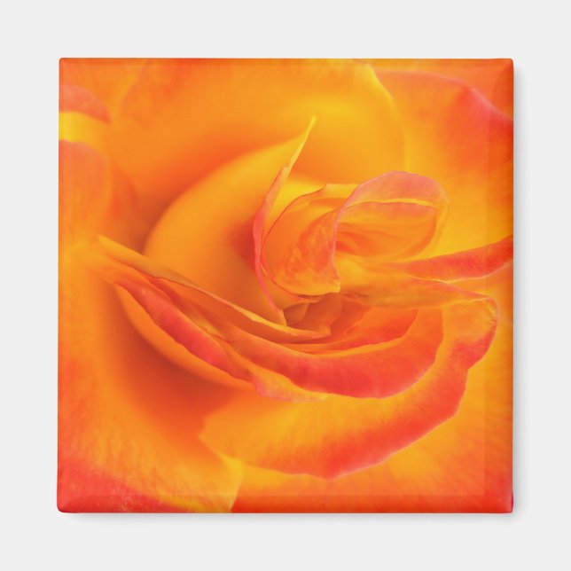 Orange Rose Magnet (Front)