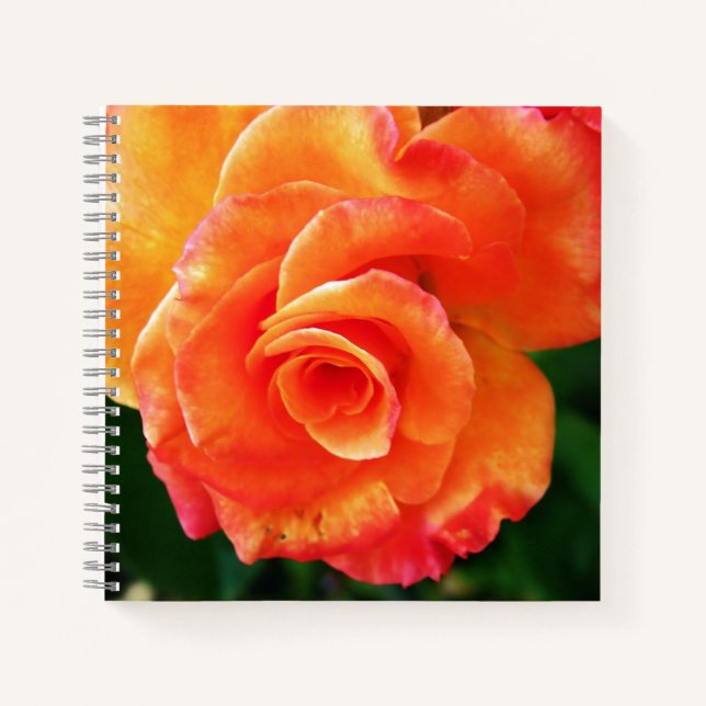 Orange rose  notebook (Front)