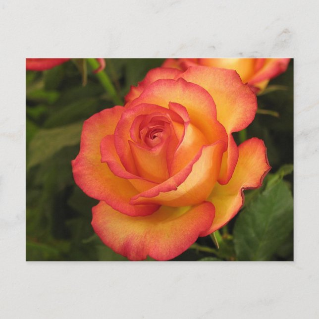 Orange Rose Postcard (Front)