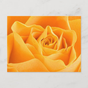 Orange Rose Postcard