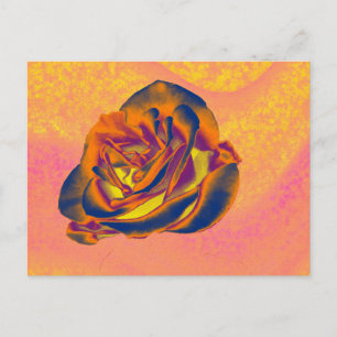 Orange Rose Postcard