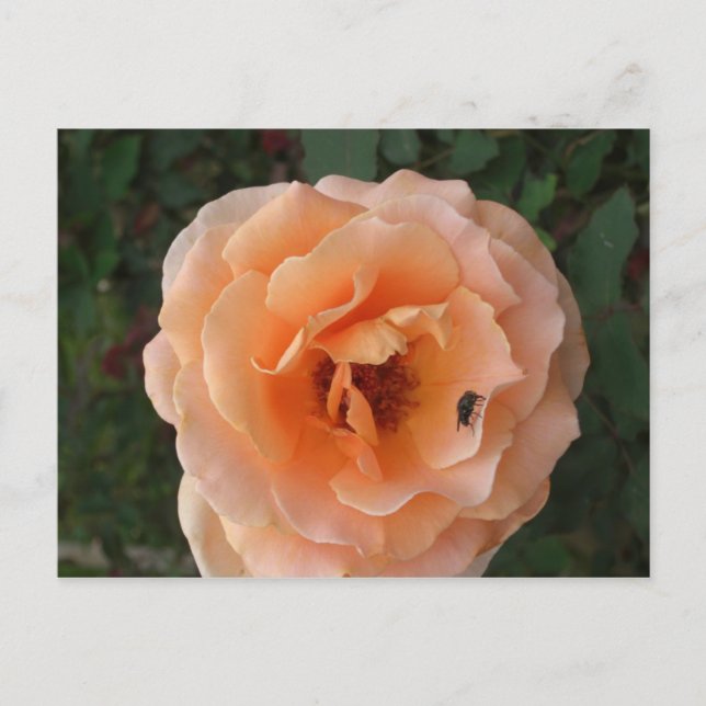 Orange Rose Postcard (Front)