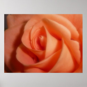 Orange Rose Poster