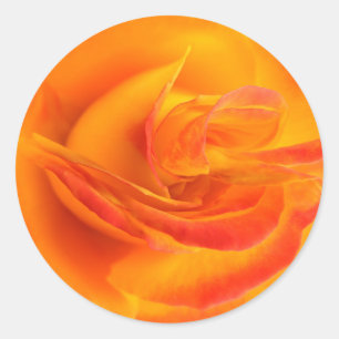 Orange Rose Stickers