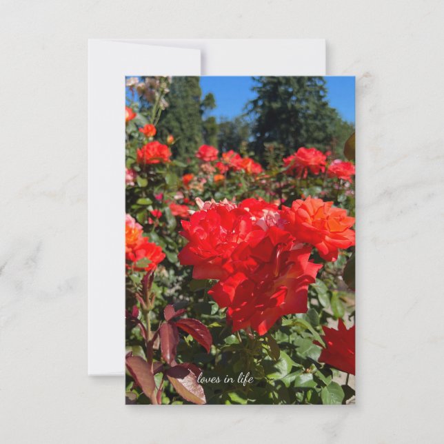 Orange Roses, Blue Sky Card (Front)