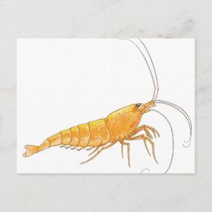 Orange Sakura Shrimp Postcard
