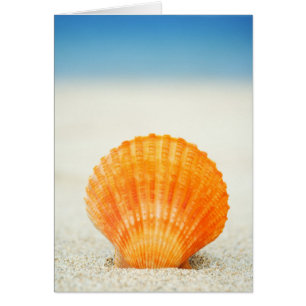 Orange Scallop Shell Standing Upright In Sand