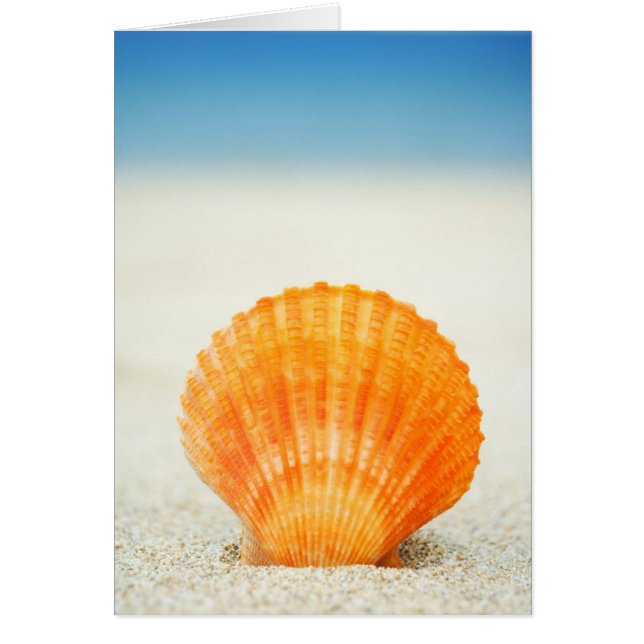 Orange Scallop Shell Standing Upright In Sand (Front)