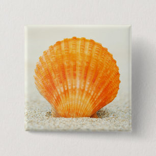 Orange Scallop Shell Standing Upright In Sand 15 Cm Square Badge