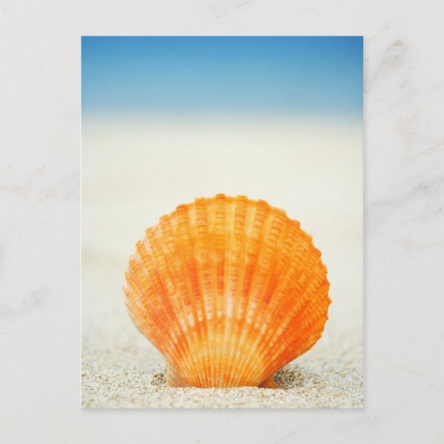 Orange Scallop Shell Standing Upright In Sand Postcard (Front)