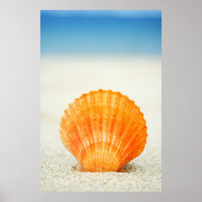 Orange Scallop Shell Standing Upright In Sand Poster (Front)