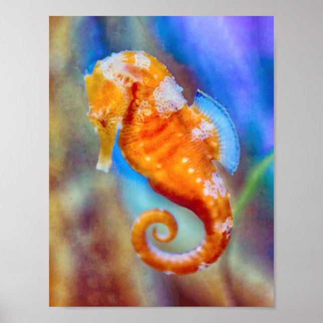 Orange Seahorse delight Poster (Front)