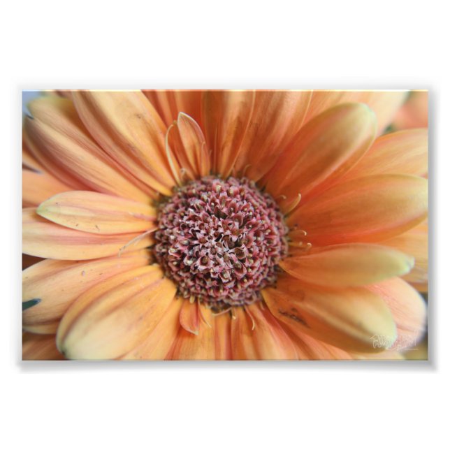 Orange Sherbet Daisy Photo Print (Front)