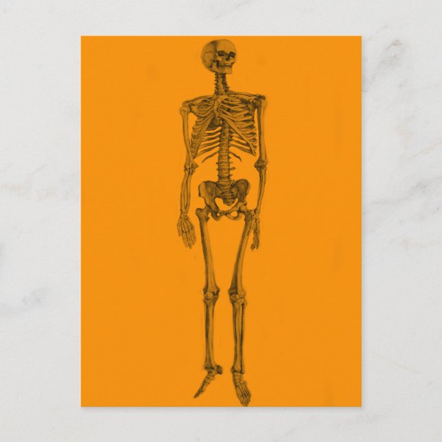 Orange Skeleton Skull Postcard (Front)