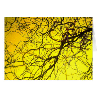 Orange sky, purple twigs